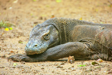 Obraz premium Portrait of Komodo dragon resting on Rinca Island in Komodo Nati