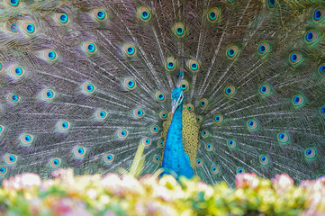 Obraz premium The male peacock spread tail-feathers