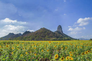 sunflower field with mountain and blue sky background