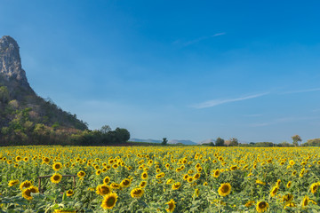 sunflower field with mountain and blue sky background