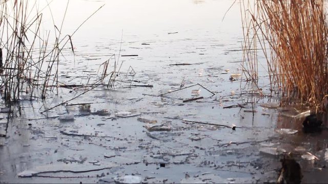 Flussufer mit Eis und Schilfrohr an keinem kalten Wintertag