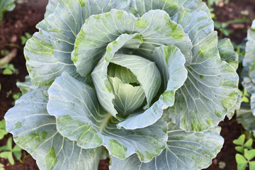 Cabbage fresh from the organic farm