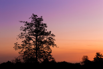 Silhouette of big tree at sunset