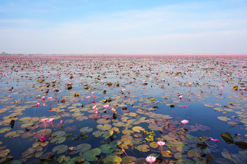 Large Group of Lotus Flowers in the Pond, Sea of red water lily festival at Nonghan lake in Udon Thani,Thailand, Sea of pink lotus unseen in Thailand, Lake of pink water lily landscape in Udonthani.