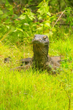 Komodo dragon lying in grass on Rinca Island in Komodo National