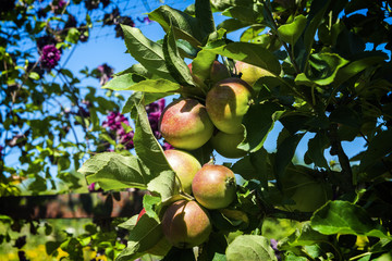 Apples early season in garden.