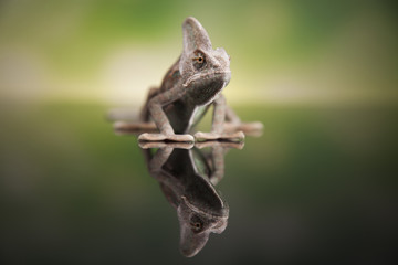 Chameleon on green mirror background