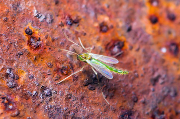 Zika Virus Infected Mosquito on Red Background
