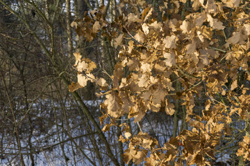 Eichenblätter im Winter