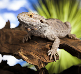 Agama bearded, pet on black background, reptile