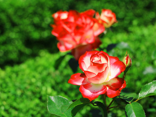 roses in the garden