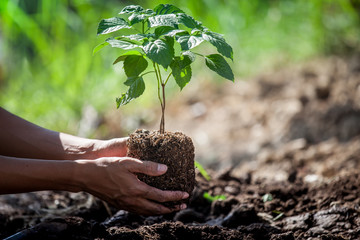 Man hand planting young tree on black soil as save world concept © pingpao