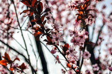 first bloom of spring 
