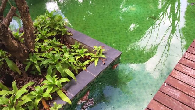 Green water in dirty swimming pool. Debris and leaves are floating on the surface. HD slow motion.