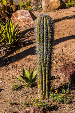 Golden Easter Lily cactus (Echinopsis aurea) in desert garden.