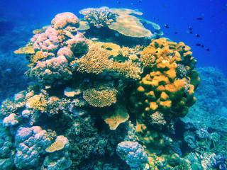 Plakat Coral reef in Somosomo Strait off the coast of Taveuni Island, F
