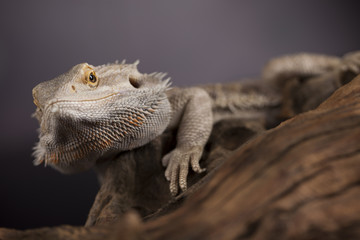 Pet, lizard Bearded Dragon on black background