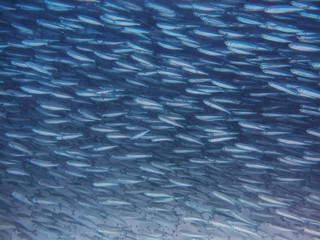 School of sardines in Maya Bay off the coast of Phi Phi Leh Isla