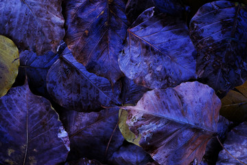 Fototapeta na wymiar wilt Bo leaves texture background in Autumn bule tone