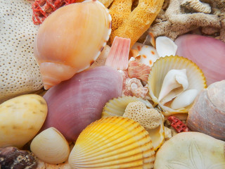 Seashells and dead hard coral on a beach