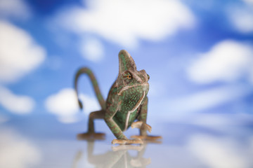 Green chameleon,lizard on sky background