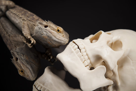 Lizard, human skull on black mirror background
