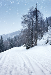 Snow-covered winter forest, Road snowfall.
