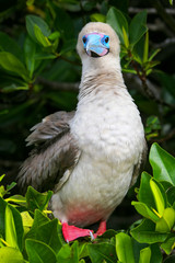 Red-footed booby on Genovesa island, Galapagos National Park, Ec