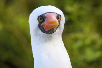 Portrait of Nazca Booby (Sula granti)