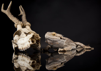 Animal Skull, Antlers, lizard  on black mirror background