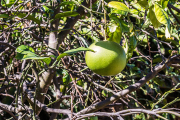 Green ripening grapefruit growing on a tree.