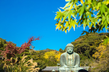 The Great Buddha in Kamakura.  Located in Kamakura, Kanagawa Prefecture Japan.There are pigeon to Buddha's head.