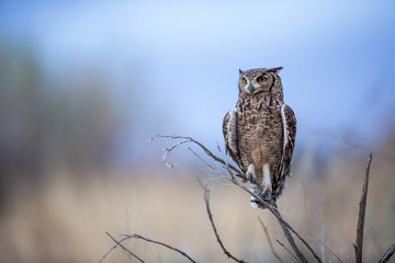 Spotted Eagle Owl