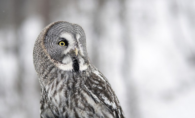 Big owl on a background of a winter forest
