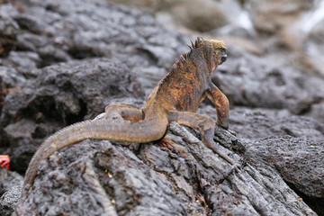 Marine iguana on Santiago Island, Galapagos National Park, Ecuad