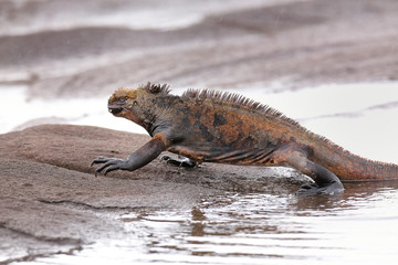 Marine iguana getting out of the water on Santiago Island, Galap