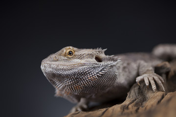 Agama bearded, pet on black background, reptile