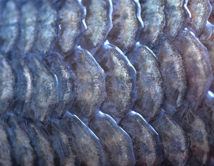 Fish scales background © supia