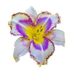 Multicolored daylily isolated on white