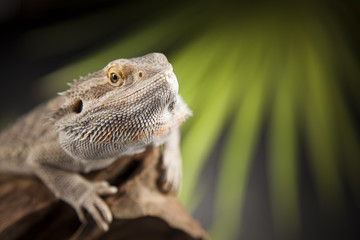 Lizard root, Bearded Dragon on green background