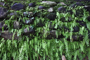 Bracken in rock