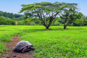 Galapagos giant tortoise on Santa Cruz Island in Galapagos Natio