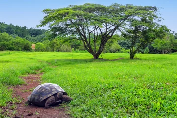 Foto op Canvas Galapagos giant tortoise on Santa Cruz Island in Galapagos Natio © donyanedomam