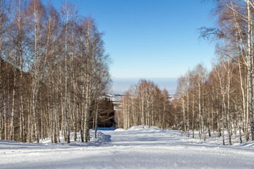 Empty snowy trail through the birch grove