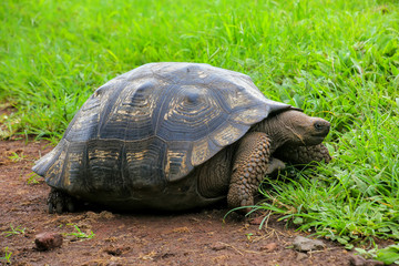 Galapagos giant tortoise on Santa Cruz Island in Galapagos Natio