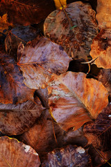 Colorful wilt Bo leaves texture background in Autumn brown sorrow rion