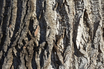 WRINKLED OLD POPLAR TREE