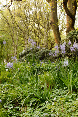 spring meadow
