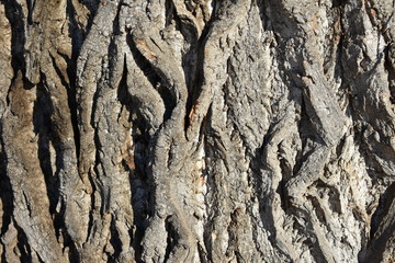 old wrinkled tree bark