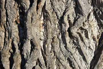 old wrinkled tree bark